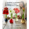 thumbnail image 3 of Blue Waxed Amaryllis with Pink Flower, 3 of 3