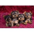 thumbnail image 2 of Jaynes Gallery 18x13 White Modern Wood Framed Museum Art Print Titled - Close-up of Yorkshire terrier puppies on blanket, 2 of 4