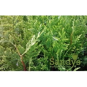 Thuja Green Giant Arborvitae Tree, Lot of 12, Quart Pot