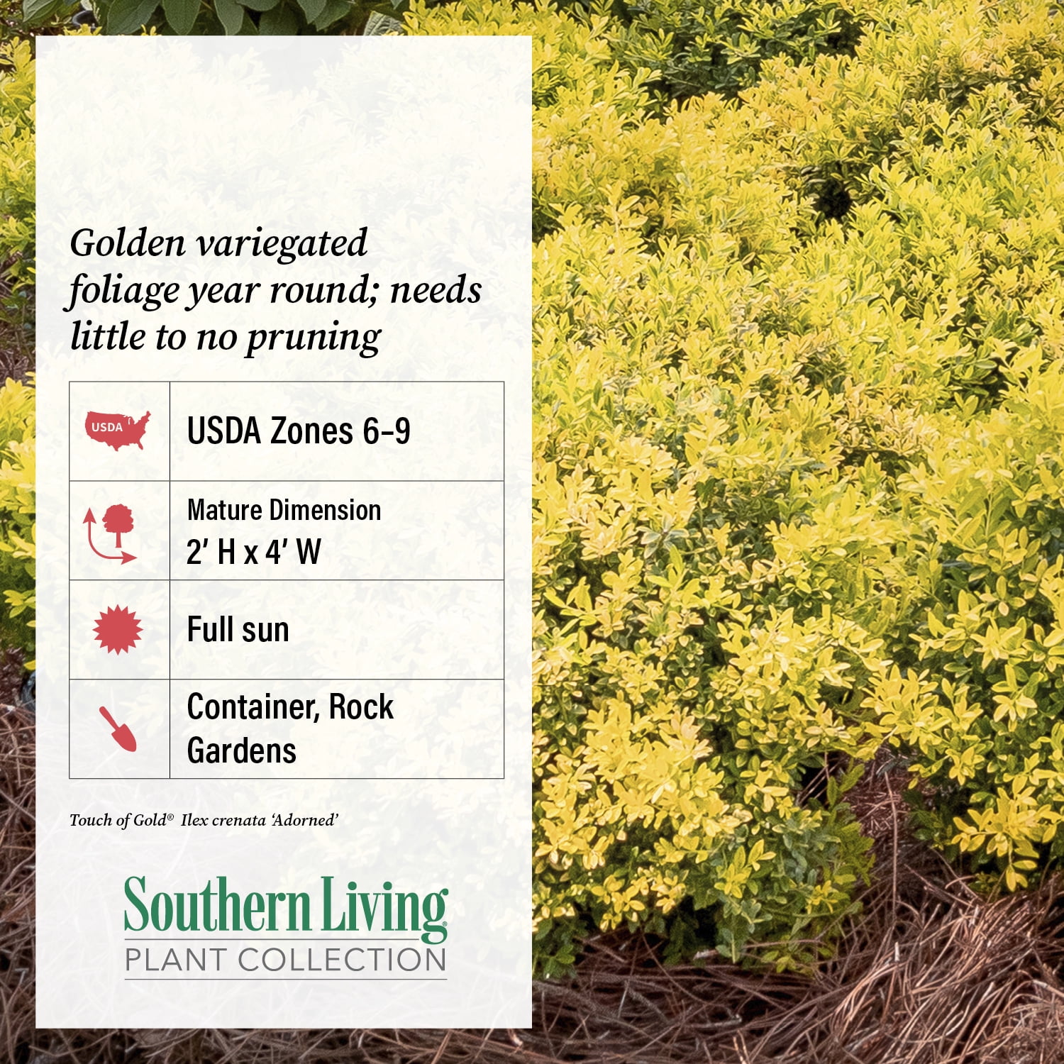Southern Living Touch of Gold Holly Live Shrub in 2.5-Quart Grower Pot