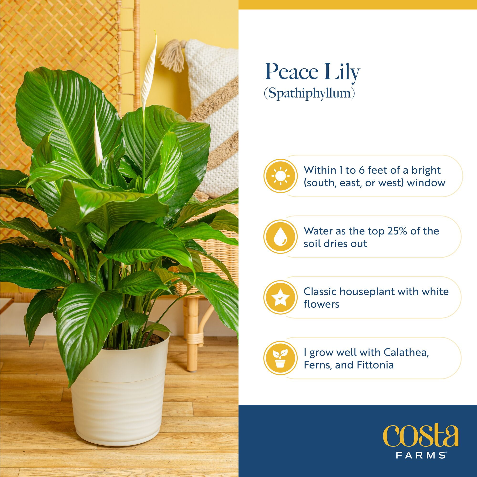 Costa Farms 18" Spath Peace Lily Live House Plants in 10" Dcor Pot