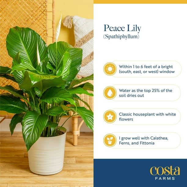 Plants with Benefits by Costa Farms 24" Peace Lily House Plant in 10" Decor  Pot - Walmart Business Supplies