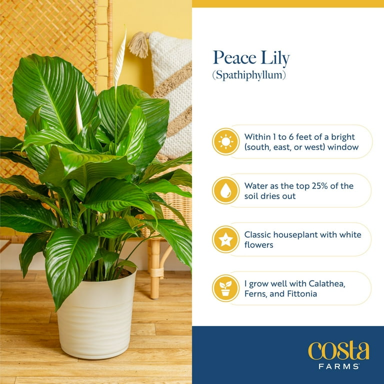 Costa Farms 18