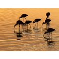 thumbnail image 3 of Turek, Eve 18x14 Black Modern Framed Museum Art Print Titled - Ibis Sunset, 3 of 5