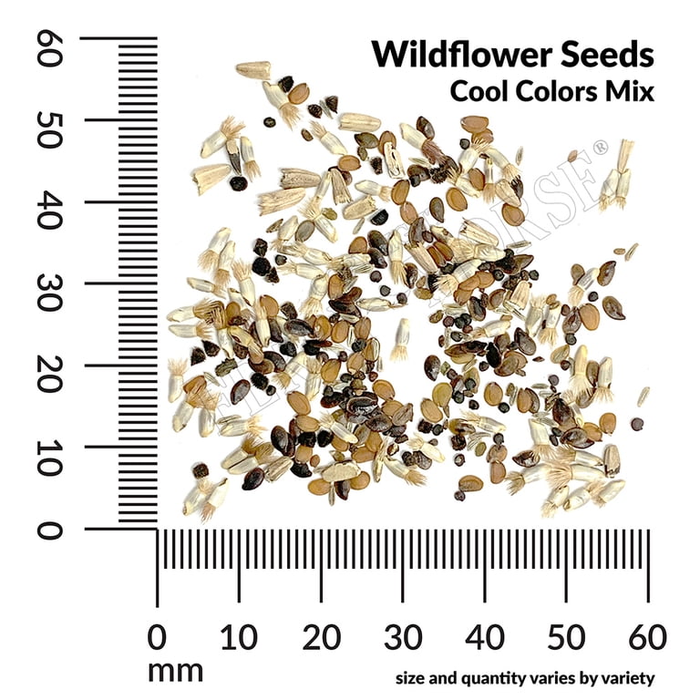 flower seeds images Fennel Flower, Black Cumin seeds