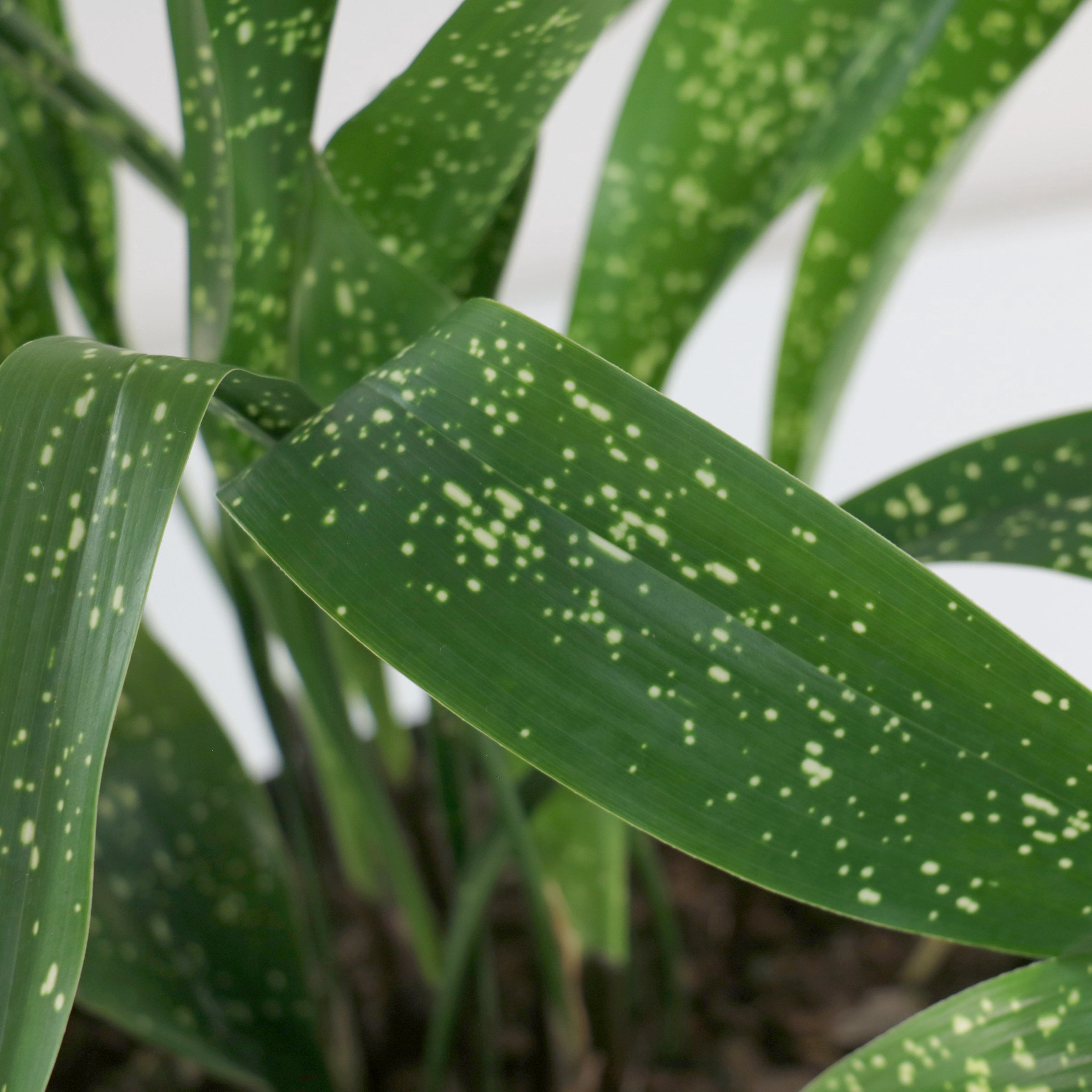 National Plant Network 3 gal. Aspidistra Spek-Tacular Live Plant