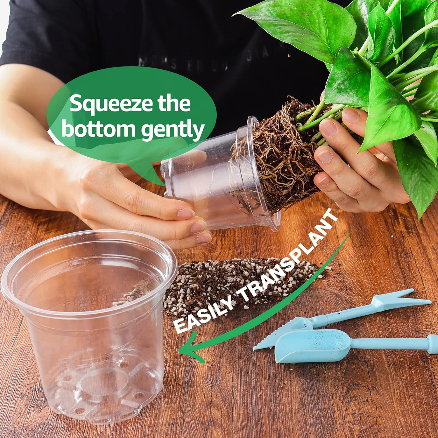 aloe vera as an indoor plant Aloe vera Succulents - Indoor Plants Purify Your Air| Hortology