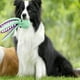 thumbnail image 2 of YZhouD Pawforloves Juguete de peluche premium para mascotas, juguetes para perros Pawloves Pulpo, juguete de peluche para mascotas Paw for Loves, pulpo Pawforloves, juguete para perros Pawforloves, 2 of 7