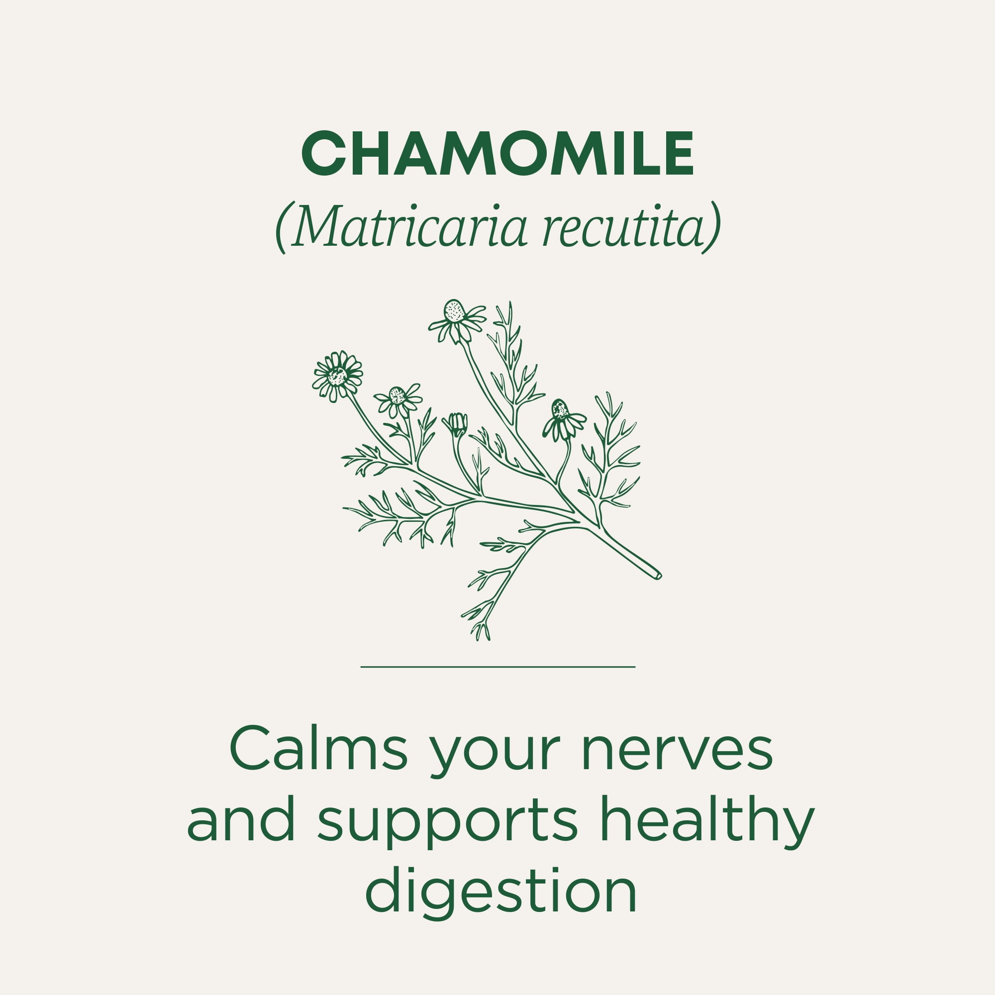 (4 pack) Traditional Medicinal Chamomile, Herbal Tea Bags, 16 Count