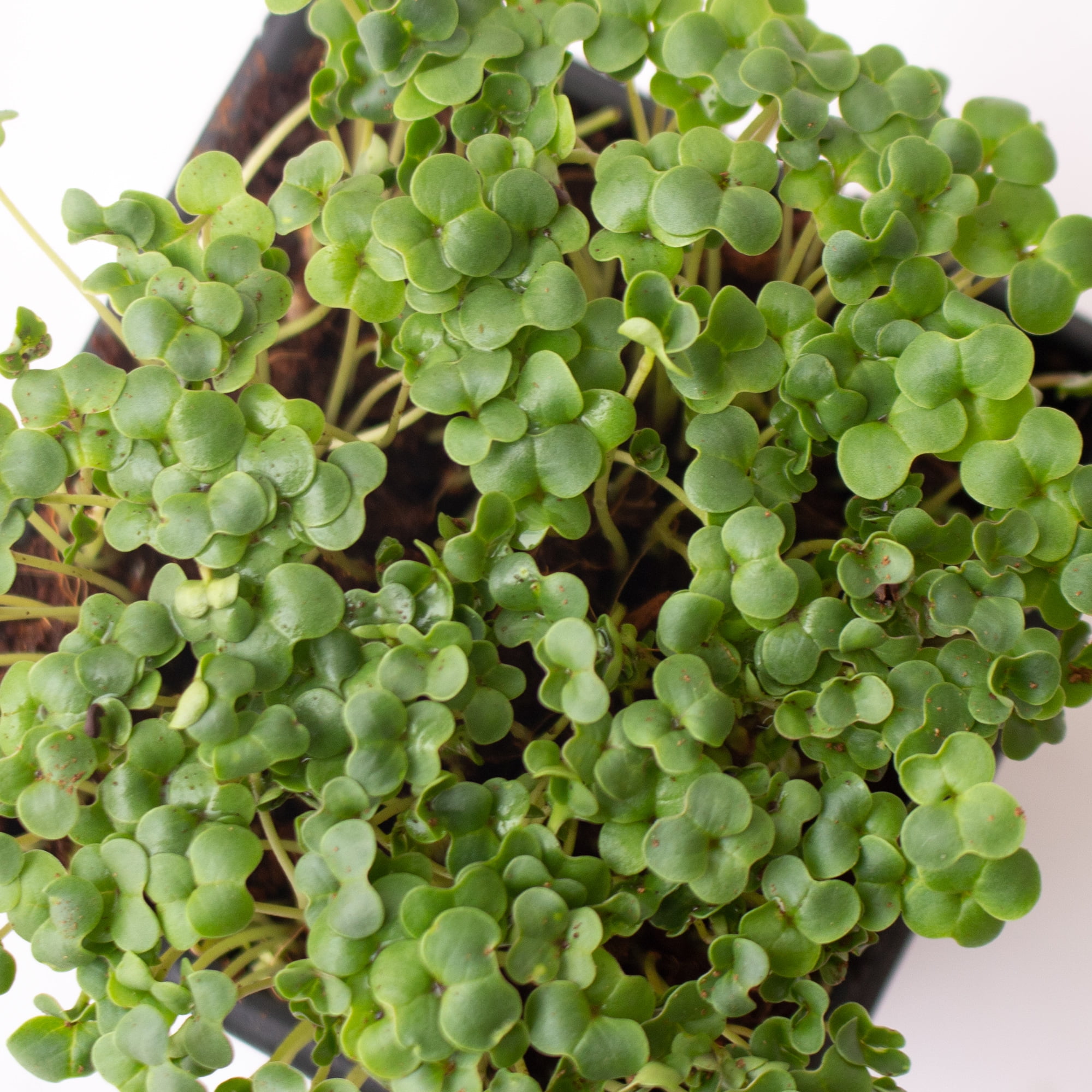 Broccoli Microgreens Seeds - 1 Lb ~16,000 Seeds - High Germination, Premium Seeds for Growing Broccoli Micro Greens - Non-GMO