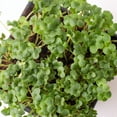 thumbnail image 4 of Mountain Valley Seed Company 1000 Broccoli Microgreens Plant Seeds, Non-GMO, 4 of 6