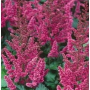 2.5qt Astilbe Chinensis