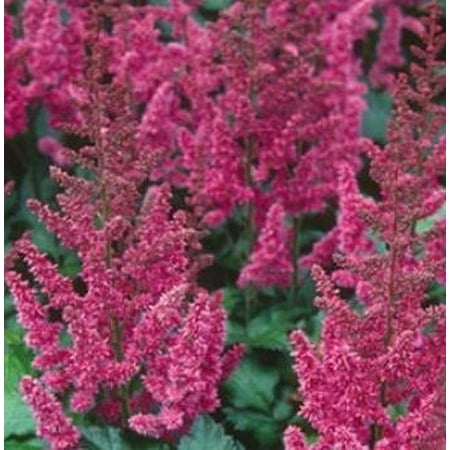 2.5qt Astilbe Chinensis