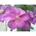 thumbnail image 5 of Clematis Comtesse de Bouchard - 3 Live Plants in 4 Inch Growers Pots - Clematis 'Comtesse de Bouchard' - Ready to Be Planted - Beautiful Pink Bloom Flowering Vine, 5 of 5