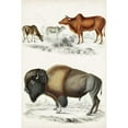 thumbnail image 3 of Cuvier, Georges 13x18 Black Modern Framed Museum Art Print Titled - Journal of Natural History VII, 3 of 5