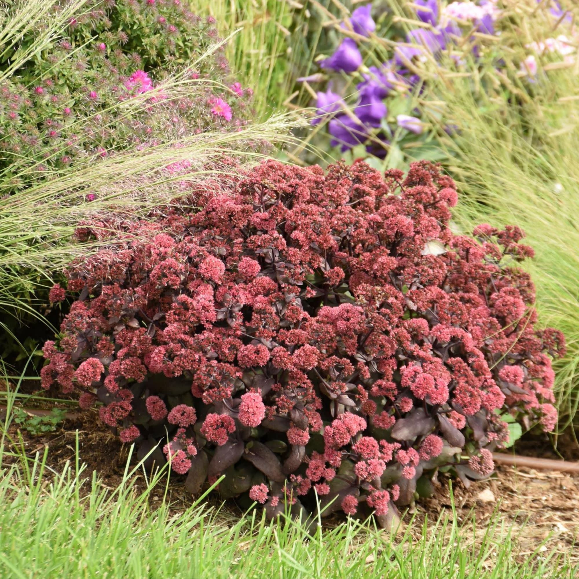 Proven Winners 5" Red Rock 'N Grow 'Midnight Velvet' Stonecrop Live Plant in 4.5" Pot