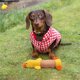 thumbnail image 5 of Mascotas Perro Felpa Masticar Juguetes Cachorro Squeaky Molar Suave Juguetes Interactivos (Pato Amarillo) JShteea Libre de BPA, 5 of 9