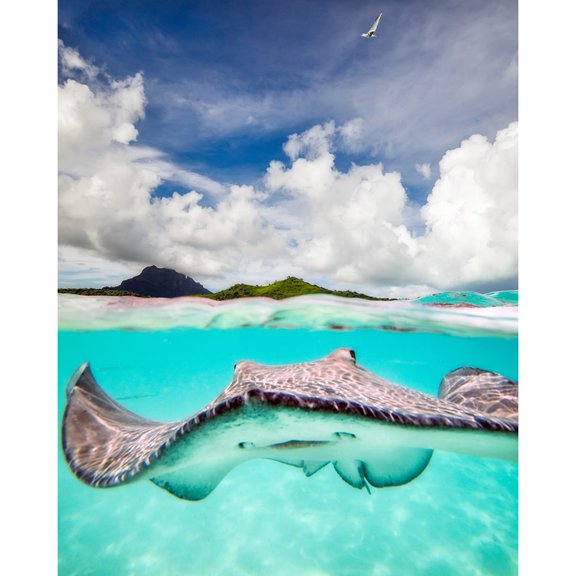 Cortesi Home Stingray by Jesse Estes Photographic Print on Wrapped Canvas