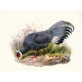 thumbnail image 3 of Joseph Smit 14x11 Black Modern Framed Museum Art Print Titled - Crossoptilon Ears. (1872), 3 of 5