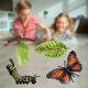 thumbnail image 5 of Modelo educativo del ciclo de los insectos y el crecimiento de las mariposas para niños, juguetes de aprendizaje de biología. A, 5 of 9