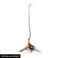 thumbnail image 2 of McIntosh Apple Standard Dormant Bare Root Starter Fruit Tree (1-Pack), 2 of 2