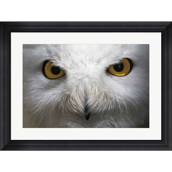 Great Art Now Snowy Owl Stare by Nathan Larson, Framed Wall Art, 32W x 24H
