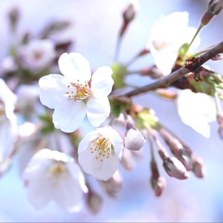 Brighter Blooms - Bing Cherry Tree, 4-5 ft. - No Shipping to AZ, CA, ID, OR, WA, CO