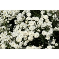 150 PEARL YARROW White Double Achillea Ptarmica Herb Flower Seeds