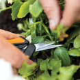 thumbnail image 4 of LLC Precision Pruning Shears - Stainless Steel Blade, Softgrip Handle, Micro-tip Snips, 4 of 5