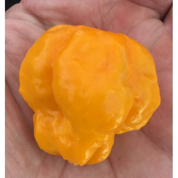 Sherwood's Seeds 10 Jamaican Scotch Bonnet Hot Pepper Plant Seeds