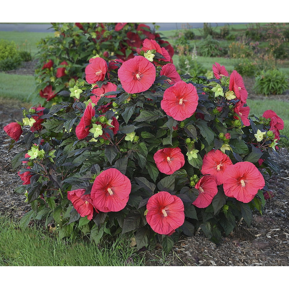 Mars Madness Giant Hibiscus Perennial - 3 Gallon Pot - Walmart.com ...