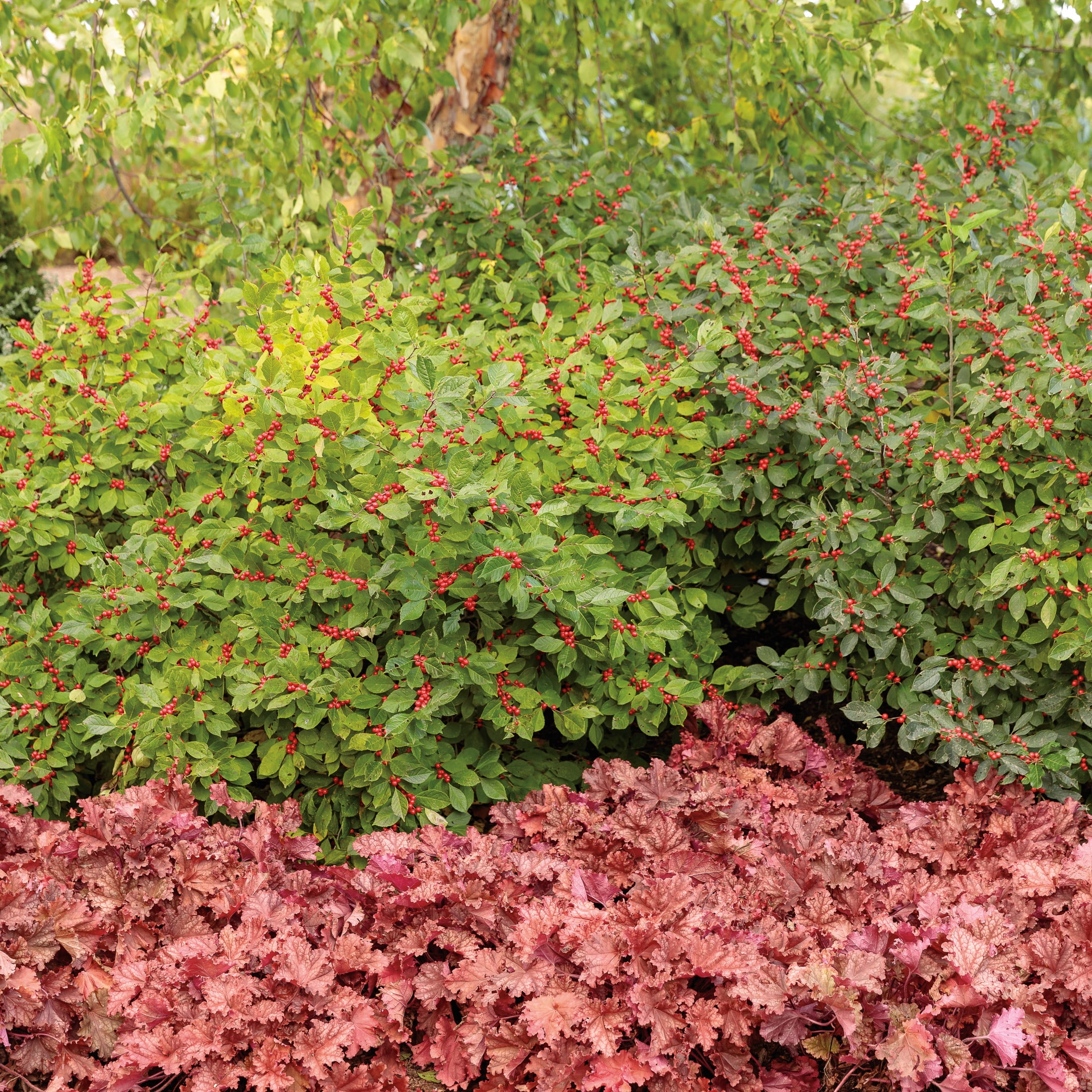 Proven Winners ColorChoice 5" Berry Heavy Winterberry Live Plant in 4.5" Pot (4 Count)