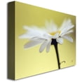 thumbnail image 2 of Trademark Fine Art "Daisy III" Canvas Wall Art by Lois Bryan, 2 of 2