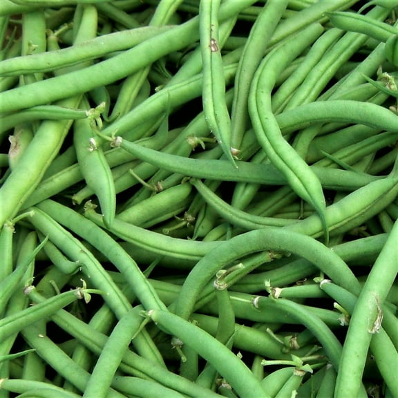 Burpee Stringless Green Bush Bean - 200 Count Seed Pack - Non-GMO - A Culinary Star, pods are Delicious in Many Foods. - Country Creek LLC