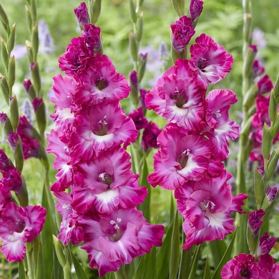 Van Zyverden Gladiolus Large Flowering Nablus Set of 12 Bulbs Multicolor Partial Sun