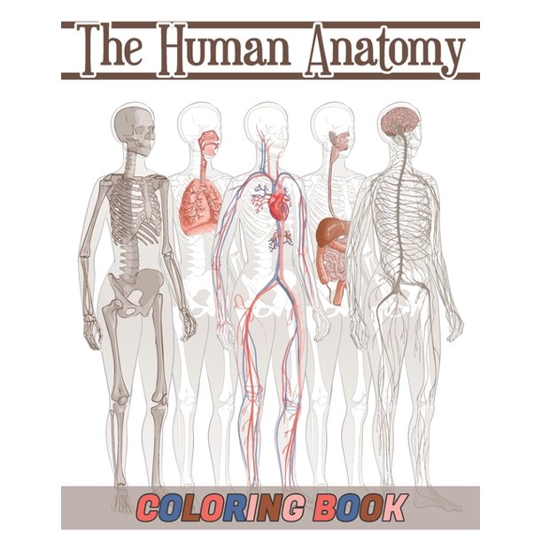 Download The Human Anatomy Coloring Book Paperback Walmart Com Walmart Com