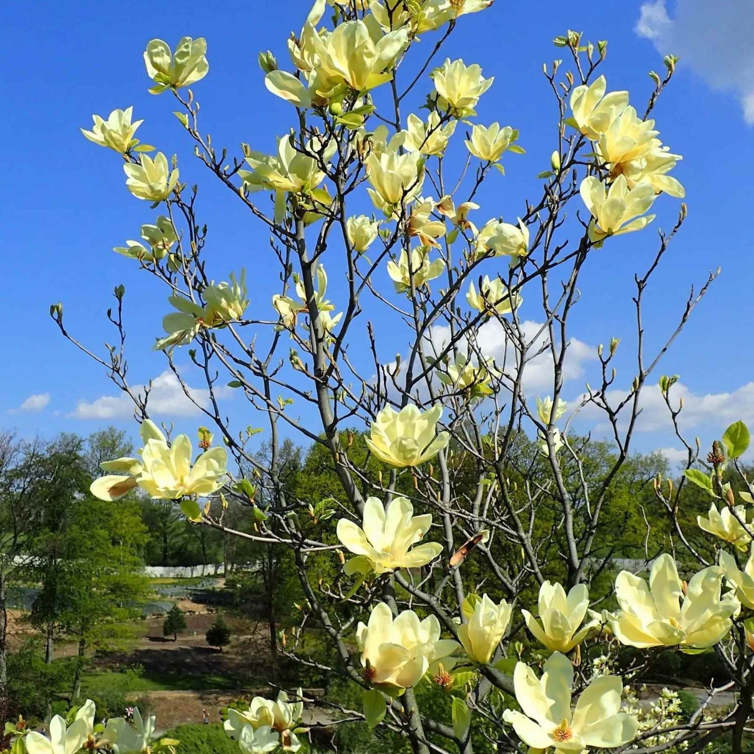 Expert Gardener 2-3' Magnolia Japanese Elizabeth Live Tree in 1 gal. Grower Pot