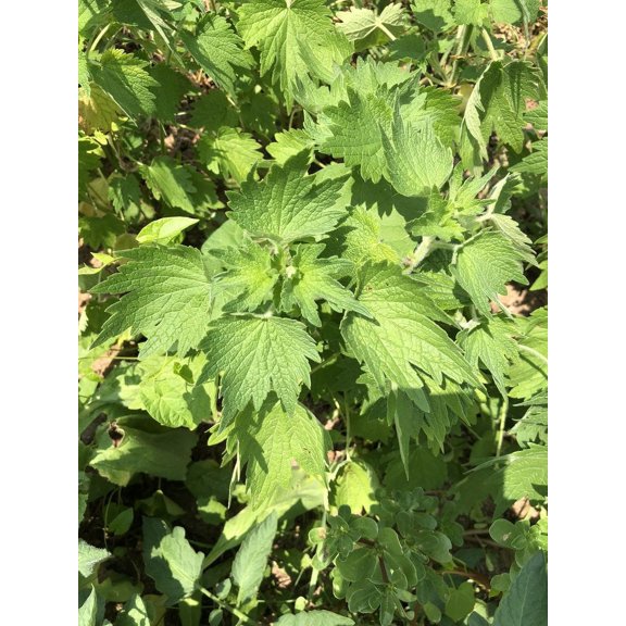 Motherwort Seeds (Leonurus cardiaca) 100 Seeds (0.1 grams)