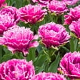 thumbnail image 5 of Tulip Flower Bulbs Semi-Double to Double Form, Mascotte from Easy to Grow Bulbs, 5 of 5