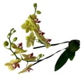 thumbnail image 4 of Orquídea phalaenopsis por pieza, 4 of 4
