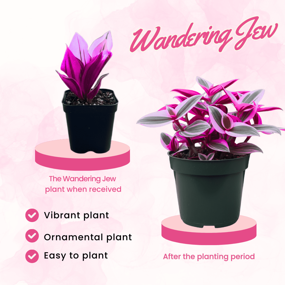 Pink Wandering Jew Live Plant in 2'' Pot, Tradescantia Nanouk Pink Wandering Jew Plants, Jew Plant Live, Live House Plants Indoor Plants