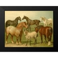 thumbnail image 2 of Volkers, Emil 24x19 Black Modern Framed Museum Art Print Titled - Horse Breeds II, 2 of 5