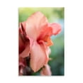 thumbnail image 2 of Gango Home Decor Pink Bloom II by Erin Berzel (Printed on Paper); One 24x36in Fine Art Paper Giclee Print, 2 of 4