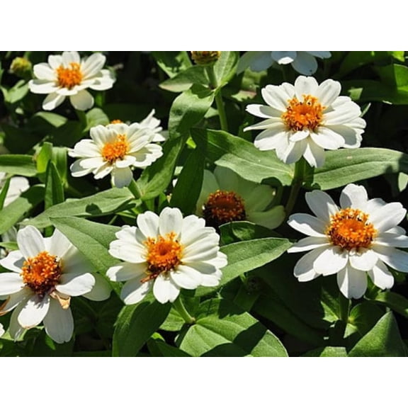 30 Seeds Crystal White Zinnia angustifolia - Open-Pollinated Flower Seeds for Planting