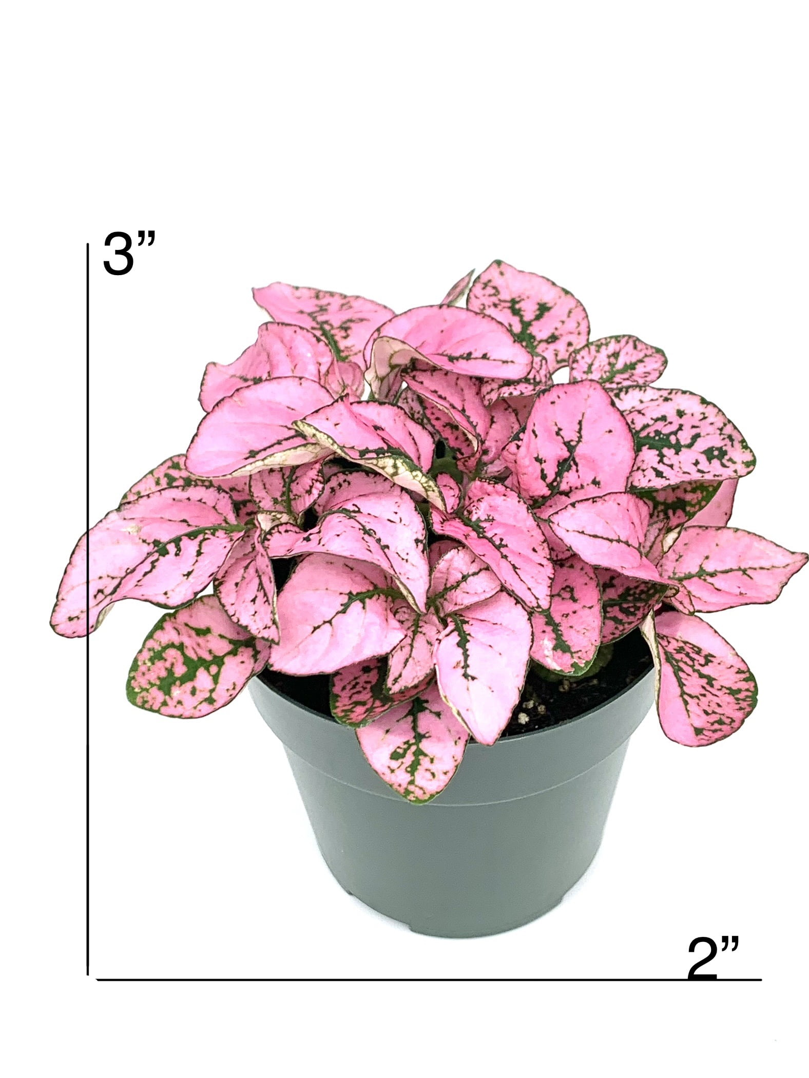 Hypoestes Pink Splash Live Potted House Plants Air Purifying, 2" Pot