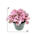 thumbnail image 2 of Hypoestes Pink Splash Live Potted House Plants Air Purifying, 2" Pot, 2 of 5