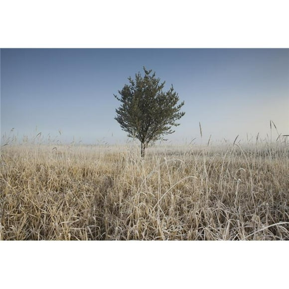 Frost On Tall Grass - Thunder Bay, Ontario, Canada Poster Print, 38 x 24 - Large