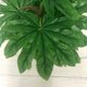 thumbnail image 3 of Simulación de una sola planta, placa dorada octogonal, planta verde, planta de pared, decoración de boda, flor artificial, planta verde, simulación de hoja de planta verde, simulación de una sola planta JM, 3 of 5