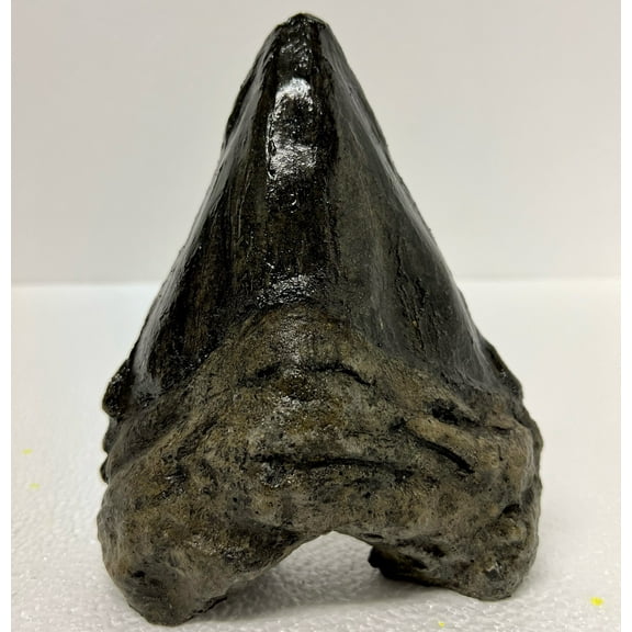 Faux Megalodon Shark Tooth