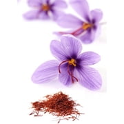Saffron Crocus 30 Bulbs